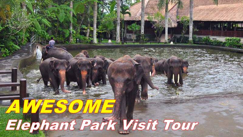 jeg er træt indebære genopretning Bath and Breakfast With Elephant at Mason Elephant Park | Bali Bathing  Elephant