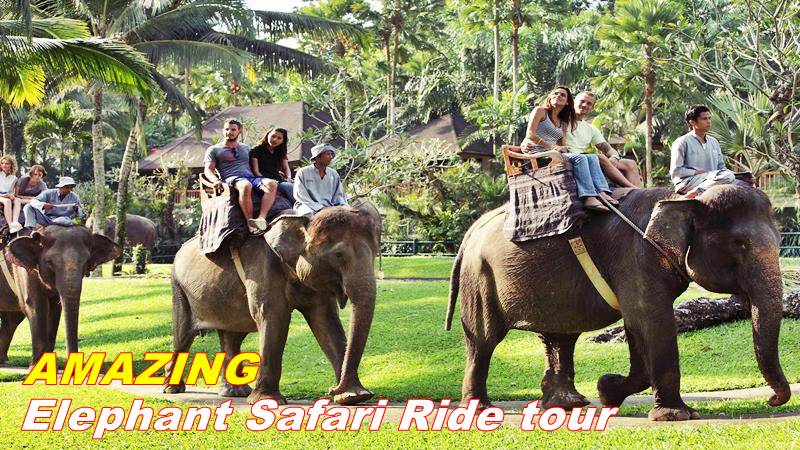jeg er træt indebære genopretning Bath and Breakfast With Elephant at Mason Elephant Park | Bali Bathing  Elephant