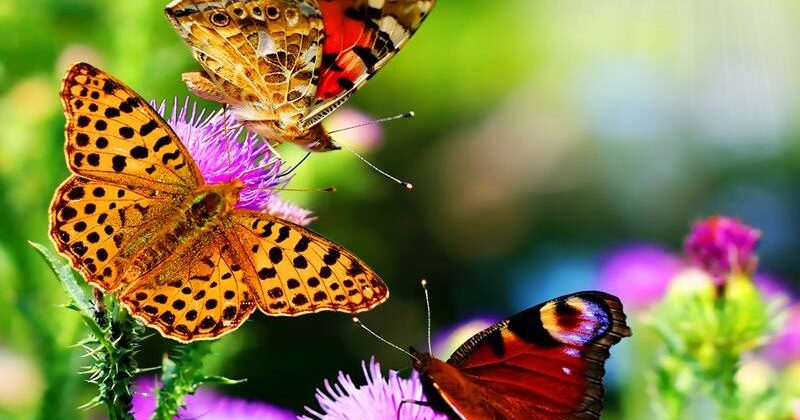 bali-butterfly-park