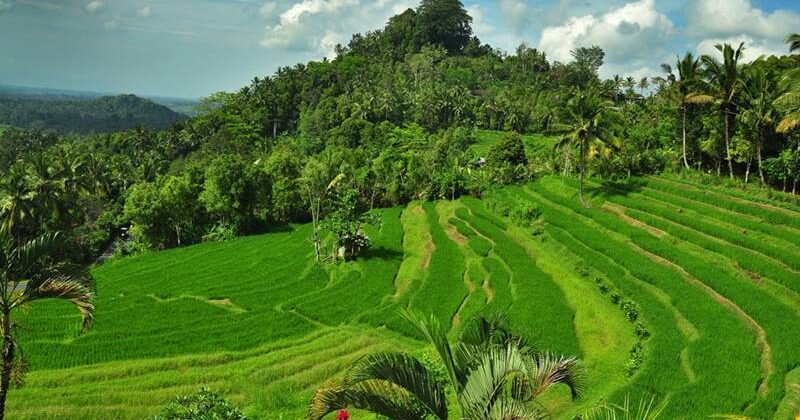 Bukit Jambul rice fields View.