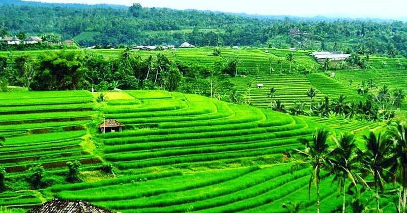 jatiluwih