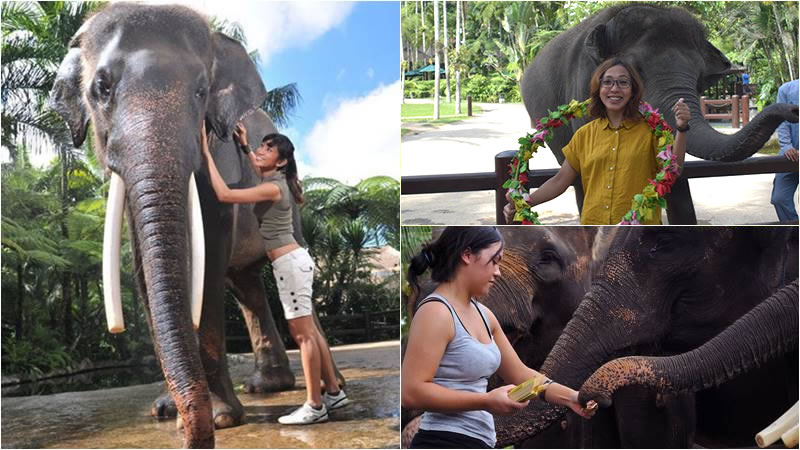 Elephant Jumbo Wash Tour Experience Bali