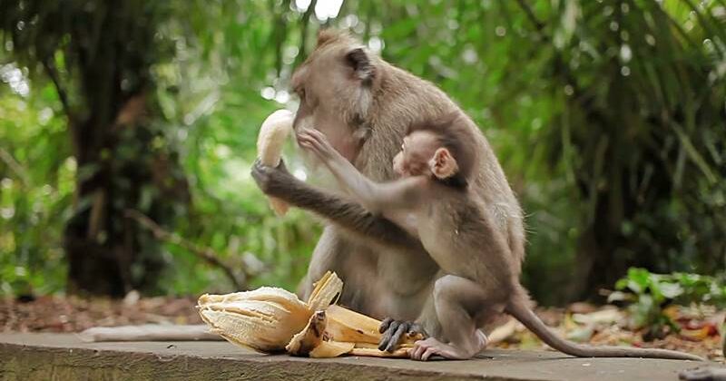 Visit Wanara Wana Monkey Forest Ubud