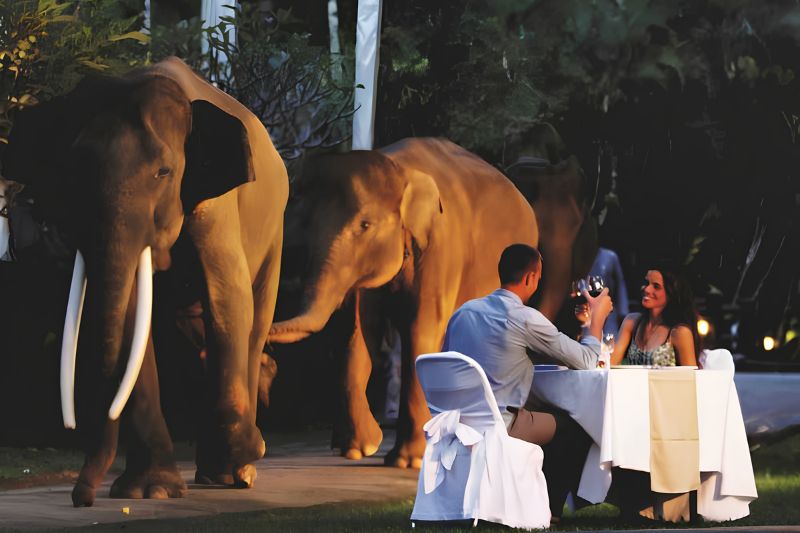 Sunset elephant visit with dinner experience in Bali